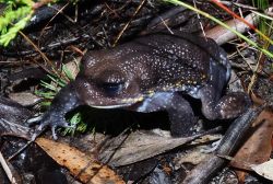 112 Heleioporus australiacus